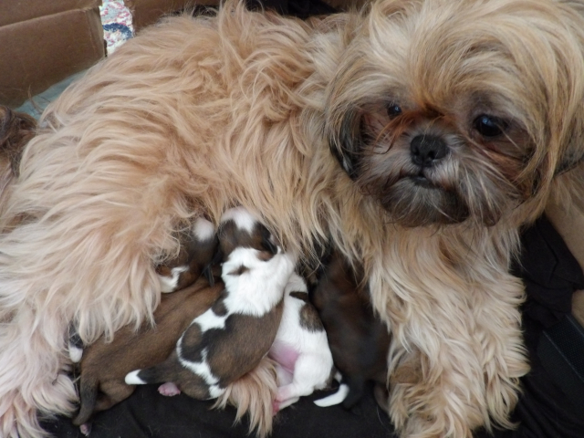 Hobby Pups 02