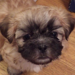 Hobby Pups Icon